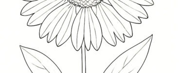 gaillardia
