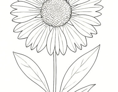gaillardia