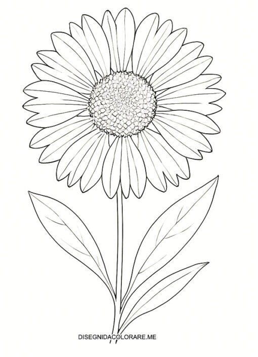 gaillardia