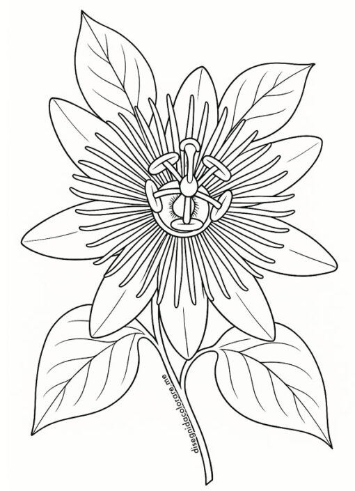 Disegno della passiflora in bianco e nero da colorare, con petali allungati, corona di filamenti, pistilli centrali e tre grandi foglie decorative. Il tutto su sfondo bianco, ben centrato e in formato verticale.