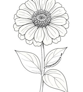 zinnia disegno