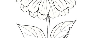 zinnia disegno
