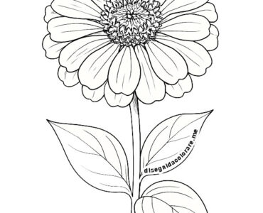 zinnia disegno