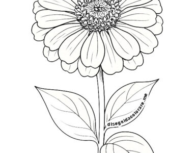 zinnia disegno
