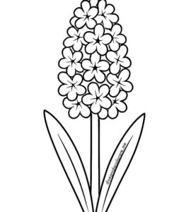 giacinto