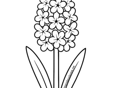 giacinto