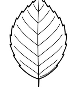 foglia faggio