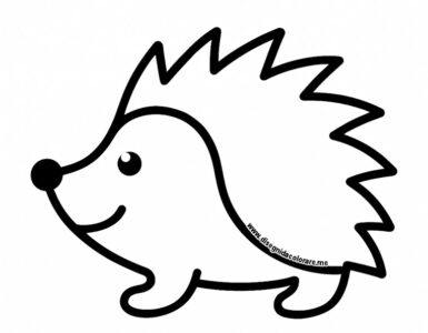 riccio disegno