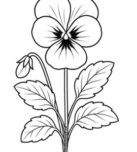 viola fiore