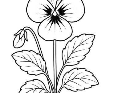 viola fiore