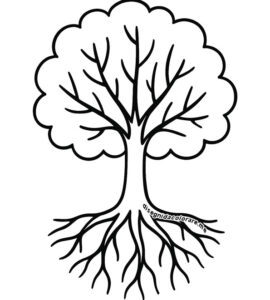 albero radici e chioma